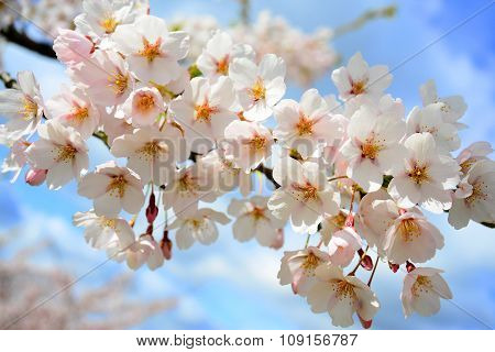 Beautiful Pink Cherry Blossom In Vilnius City