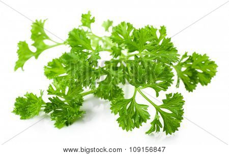 Fresh parsley isolated on white