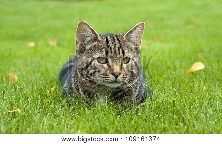 Young kitten sitting on the fresh grass and looking away. Striped cat. Green grass. Spring. Portrait.