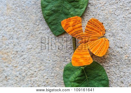 Close Up Of Intermediate Maplet (chersonesia Intermedia Rahrioides) Butterfly