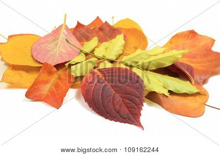 Autumn Leaves