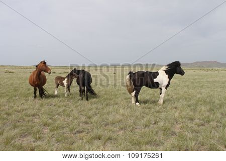 Herd of horses