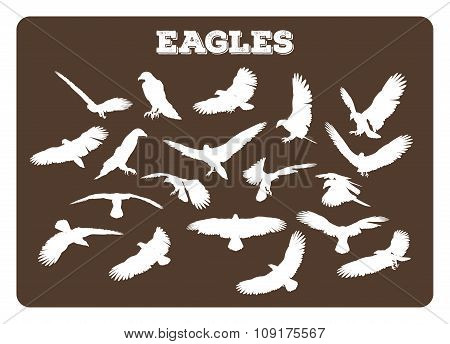 Eagles In Various Poses