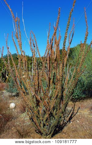 Ocotillo Plant