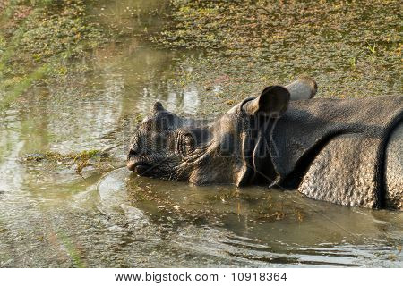 ป่าแรด unicornis