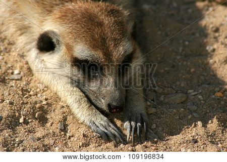 Meerkat on the sand