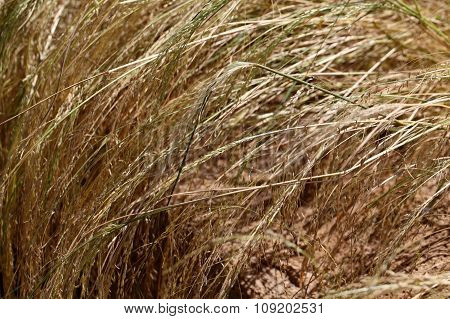 Teff Field