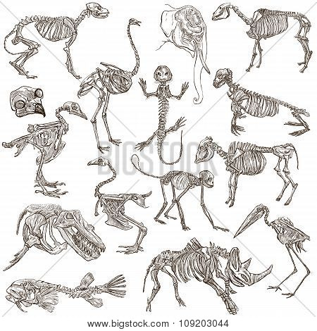 Bones And Skulls Of Different Animals - Freehands