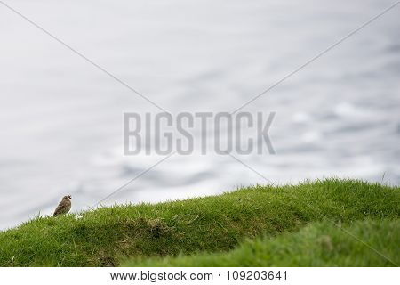 Meadow Pipit, Anthus Pratensis