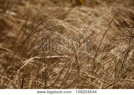 Teff Field