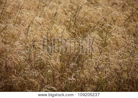 Teff Field