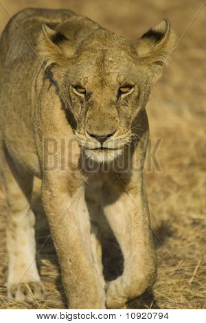 León en el Parque Nacional de Mikumi, Tanzania