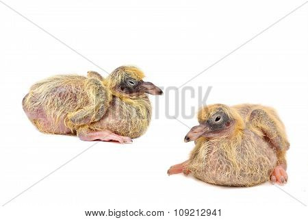 Two young doves on a white