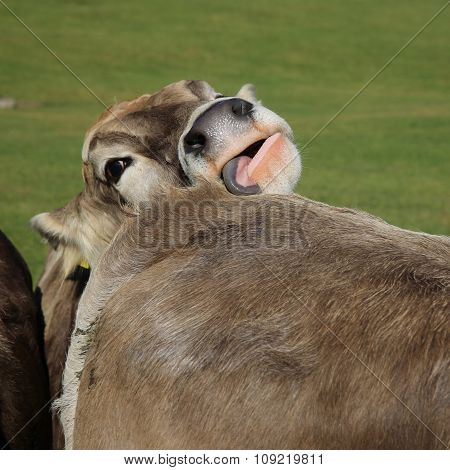 Livestock