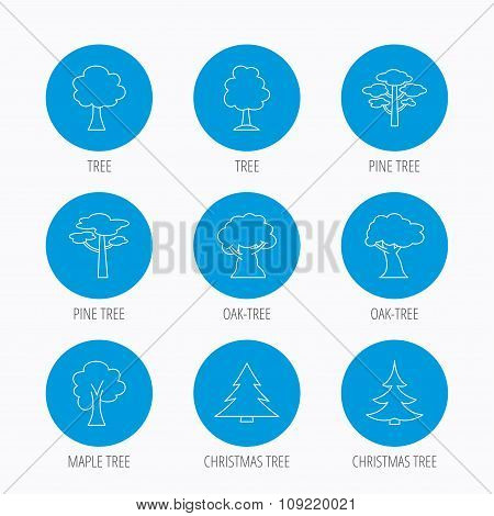 Pine tree, maple and oak icons. Christmas tree.