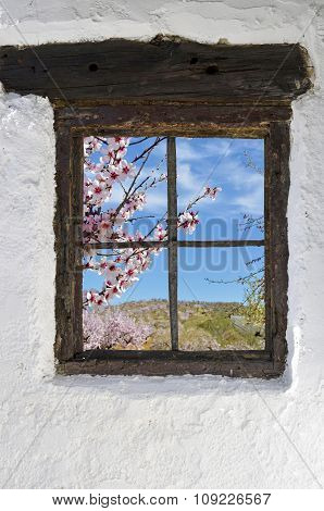 almond grove in flower behind the old wooden window in the wall