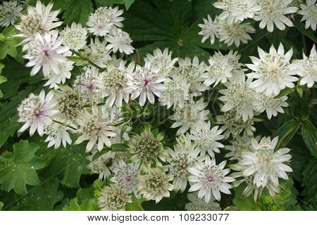 White Astrantia flowers