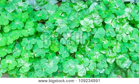 Marsilea crenata