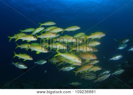 Yellow fish Goatfish