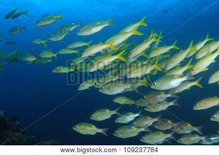 Yellow fish Goatfish