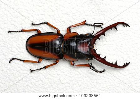 Stag beetle isolated on background