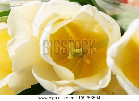 Yellow Tulips Macro