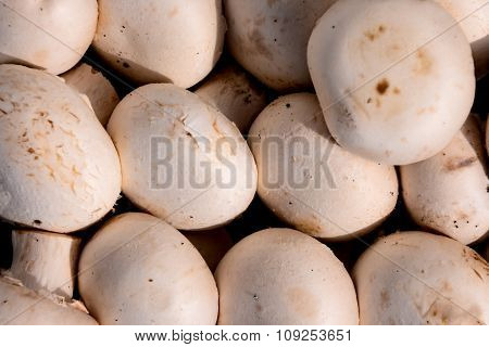 White Mushroom Food