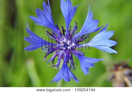 Cornflower