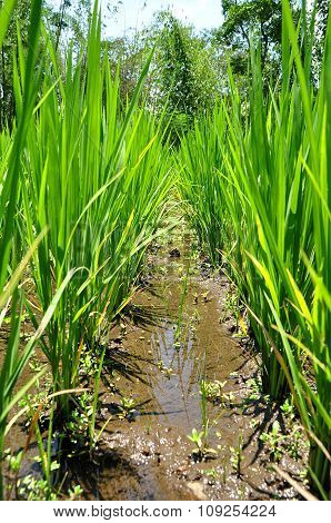 Rice Plants