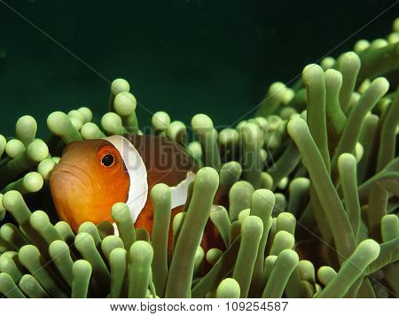 Clown Anemonefish
