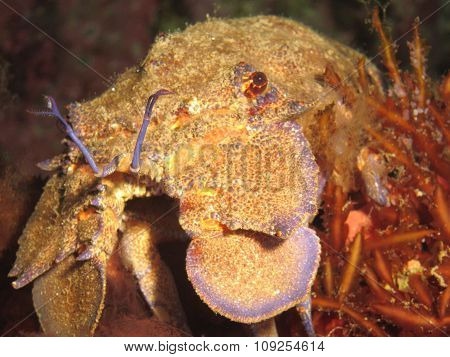 Mediterranean Slipper Lobster