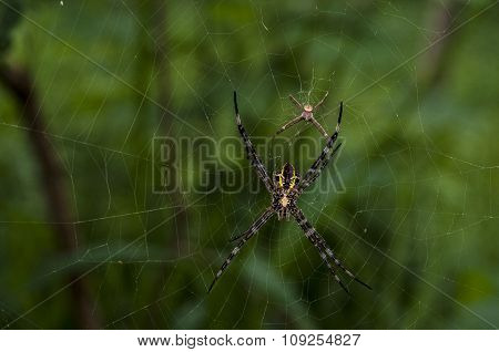 Spider