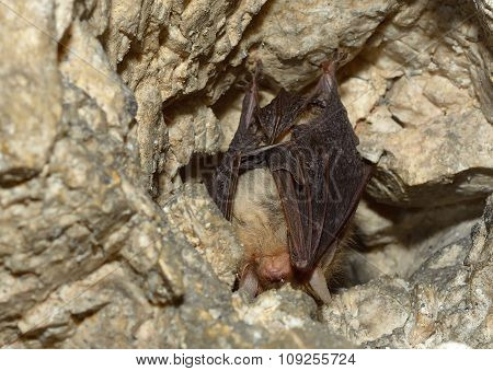 Lesser mouse-eared bat (Myotis blythii)