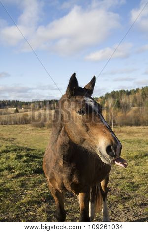 Brown Horse Putting Out Its Tongue