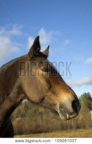 Profile Of Young Brown Horse