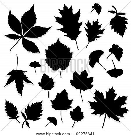 Leaves Silhouette Vector