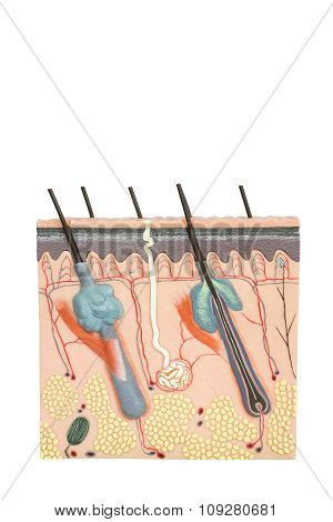 Model Human Skin Tissue Isolated On White Background
