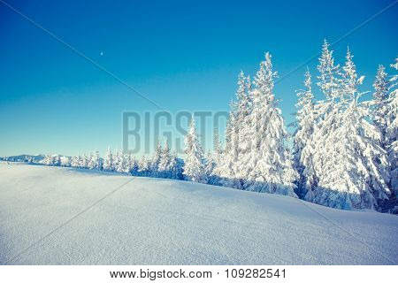 Majestic winter landscape glowing by sunlight in the morning. Dramatic wintry scene. Location Carpathian, Ukraine, Europe. Beauty world. Retro and vintage style, soft filter. Instagram toning effect.