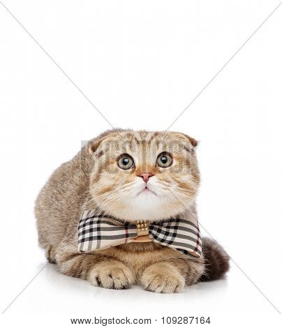 Scottish fold cat with bowtie