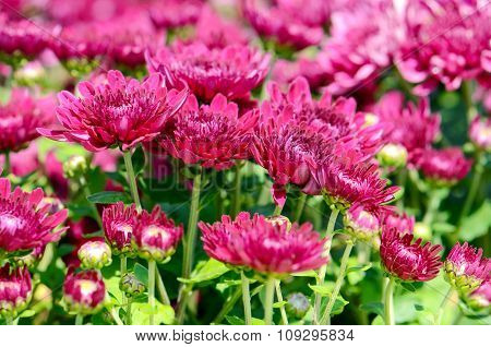 Magenta Chrysanthemum (dendranthemum Grandifflora) In Closed-up.