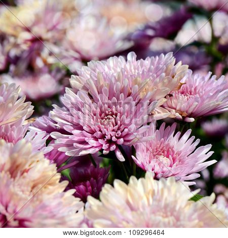 Pink Chrysanthemum (dendranthemum Grandifflora) In Closed-up.
