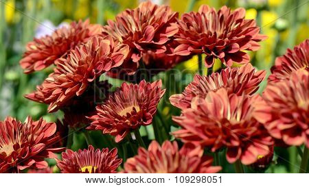 Orange Chrysanthemum (dendranthemum Grandifflora) In Closed-up.
