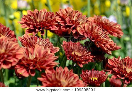 Orange Chrysanthemum (dendranthemum Grandifflora) In Closed-up.