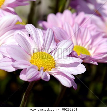Pink Chrysanthemum In Closed-up.