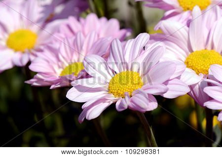 Pink Chrysanthemum In Closed-up.