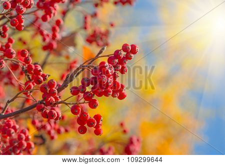 Red Autumn Rowan