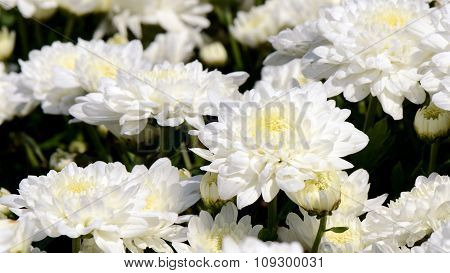 White Chrysanthemum (dendranthemum Grandifflora) In Closed-up.