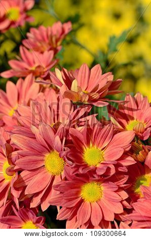 Orange Chrysanthemum N Closed-up.