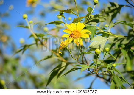 Mexican sunflower weed