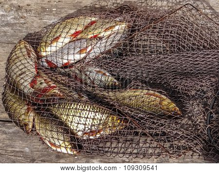 Freshly Caught River Rudd Fishes On Wooden Background. Just Caught Rudd Lying On Fishing Net.
